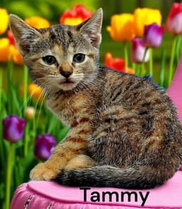 Tammy image 3