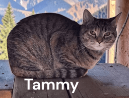 Tammy image 1