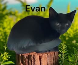 Evan image 2