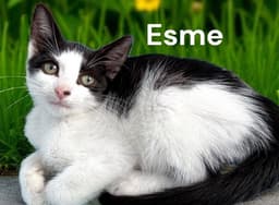 Esme image 2