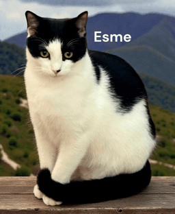 Esme image 1