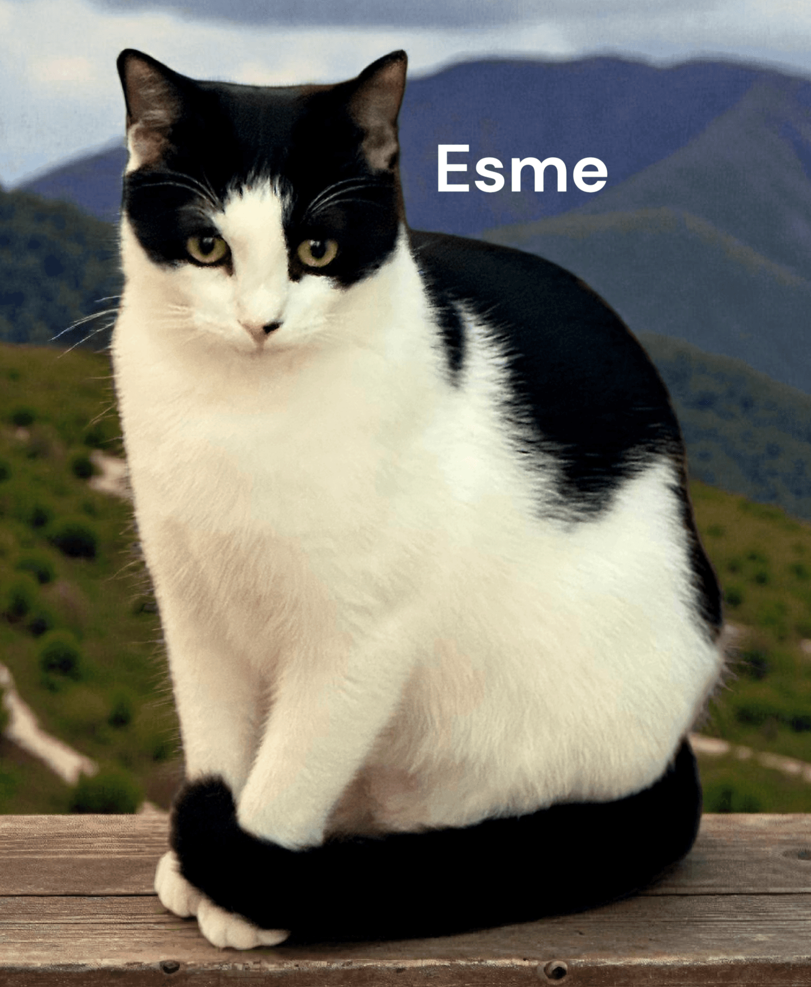 Esme - Domestic Short Hair