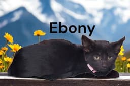 Ebony image 4