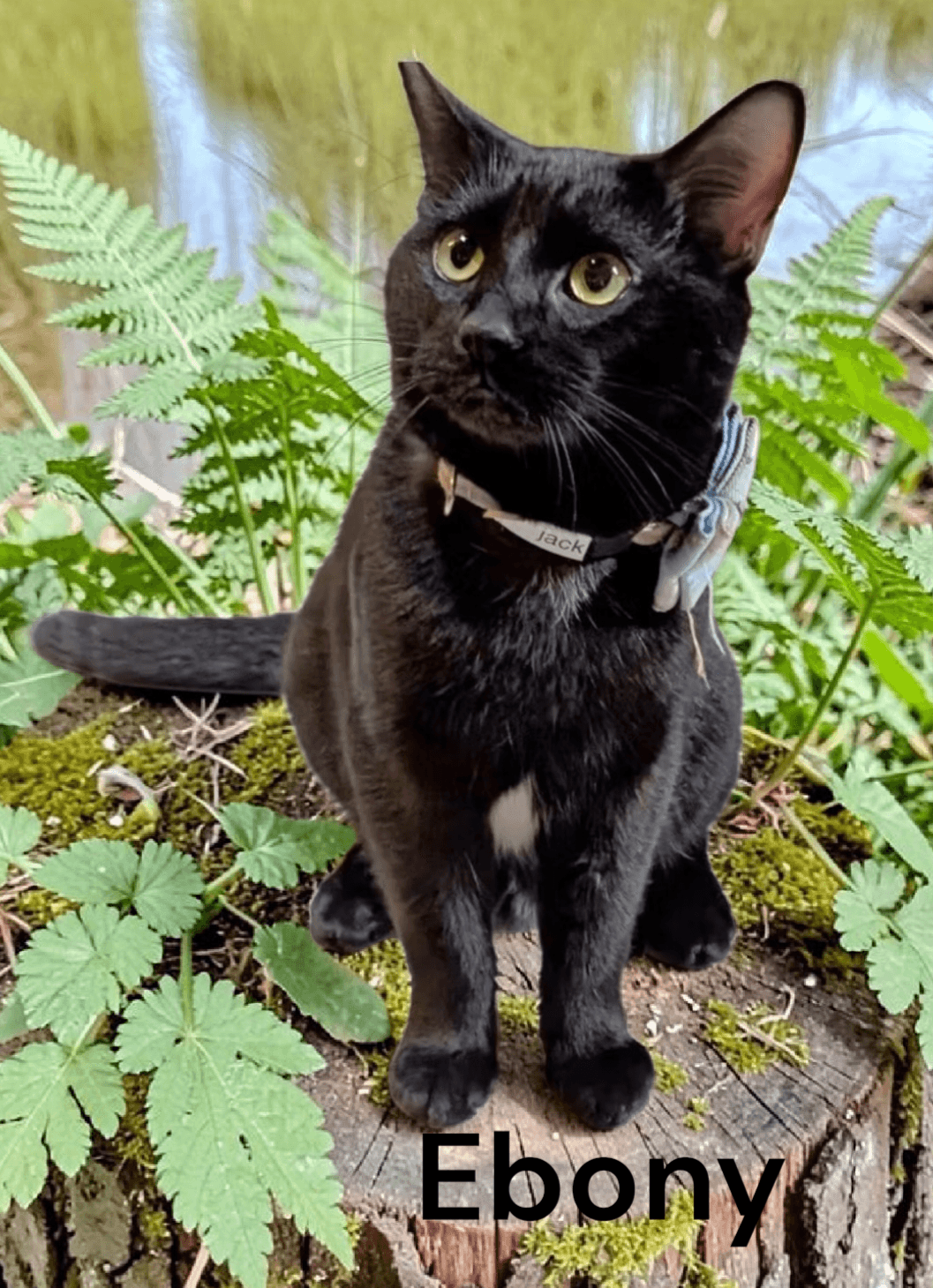 Ebony - Domestic Short Hair