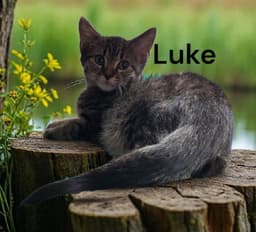 Luke image 2