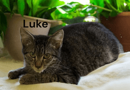 Luke image 1
