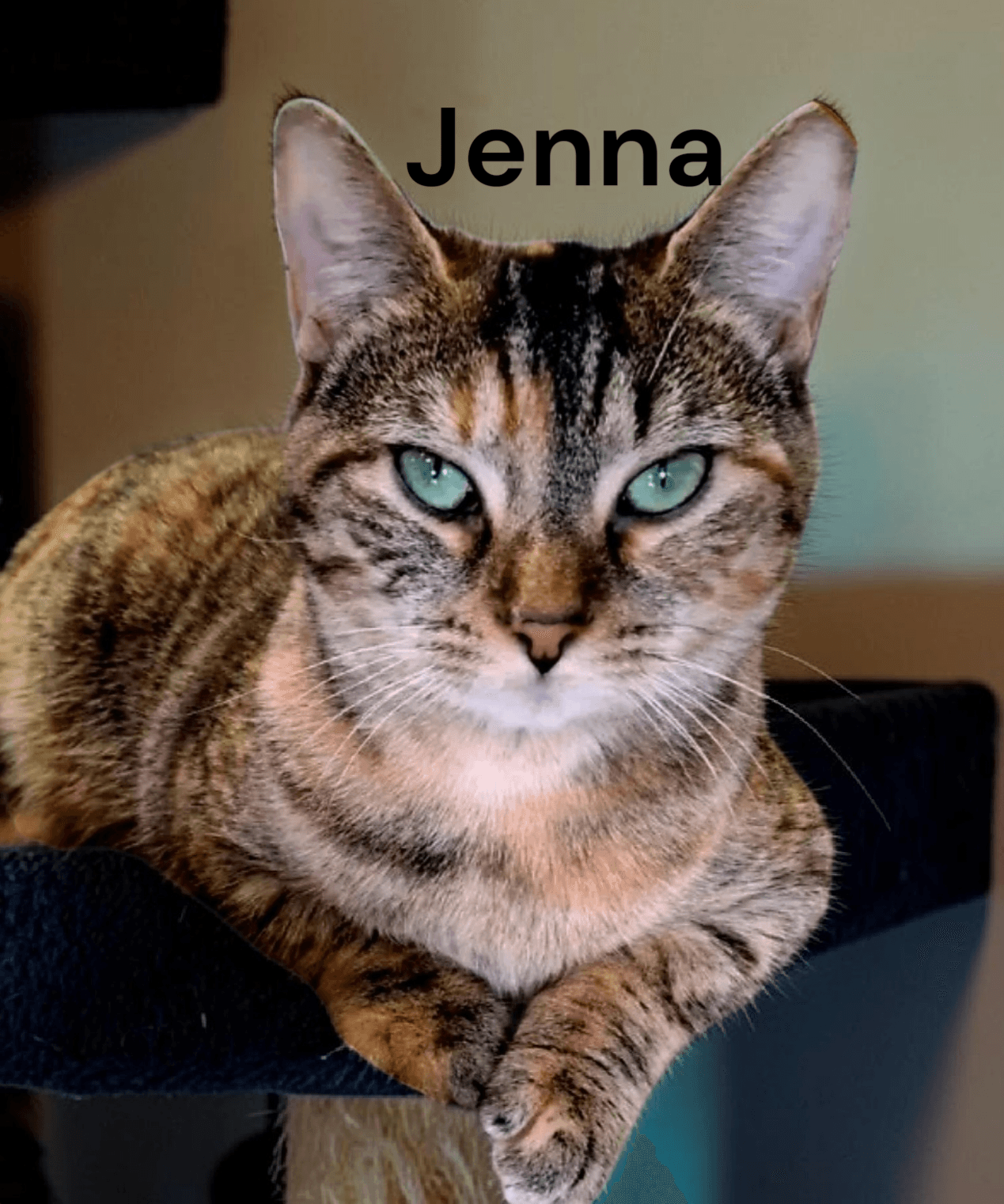 Jenna - Tabby