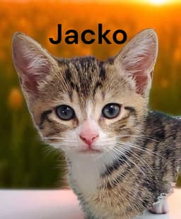 Jacko image 2