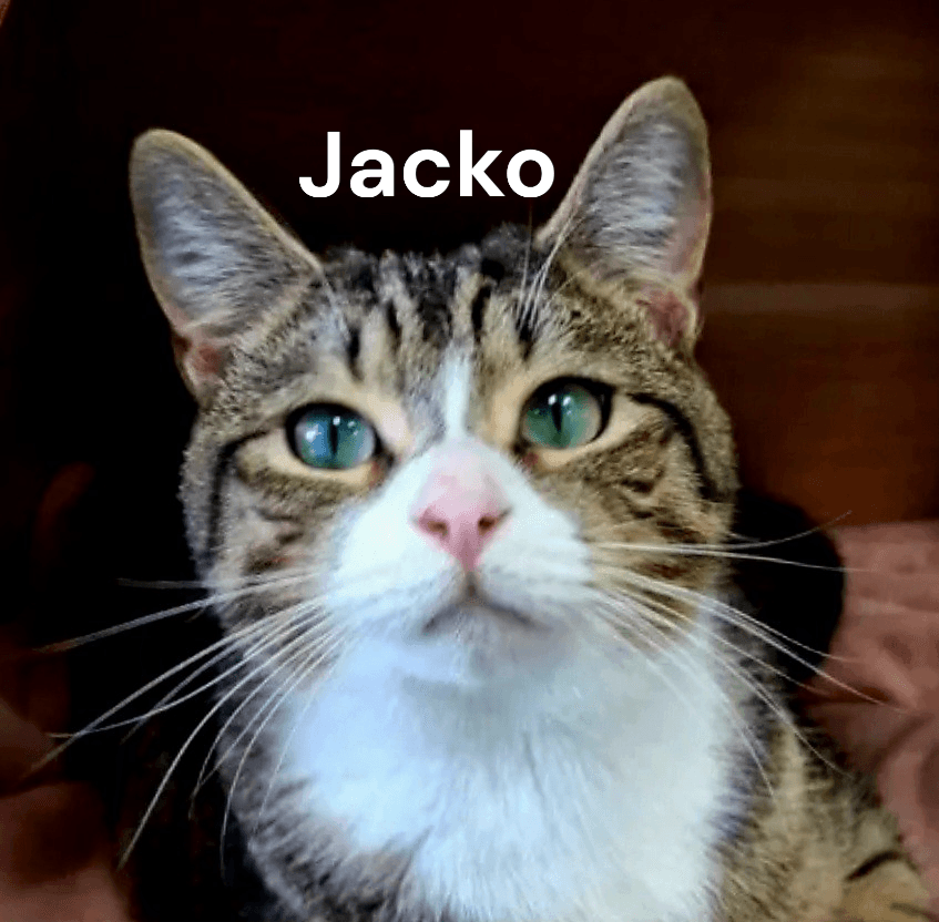 Jacko - Tabby