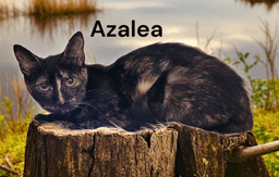 Azalea image 2
