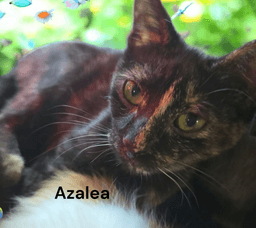 Azalea image 3