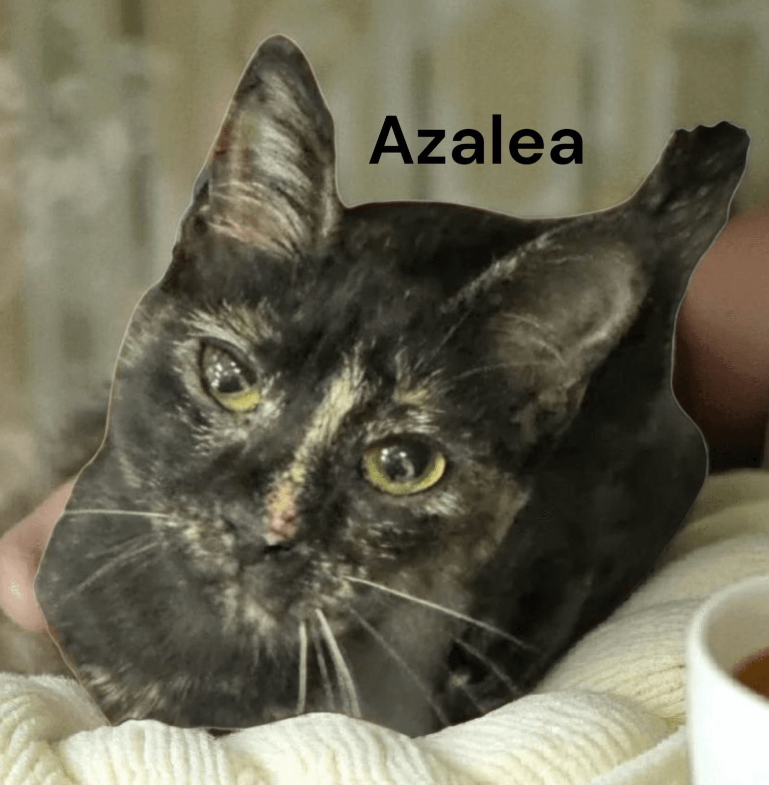 Azalea - Tortoiseshell