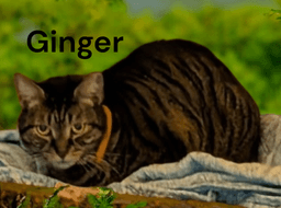 Ginger image 3