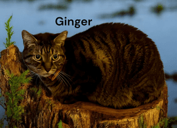 Ginger image 4