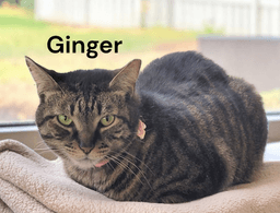 Ginger image 1