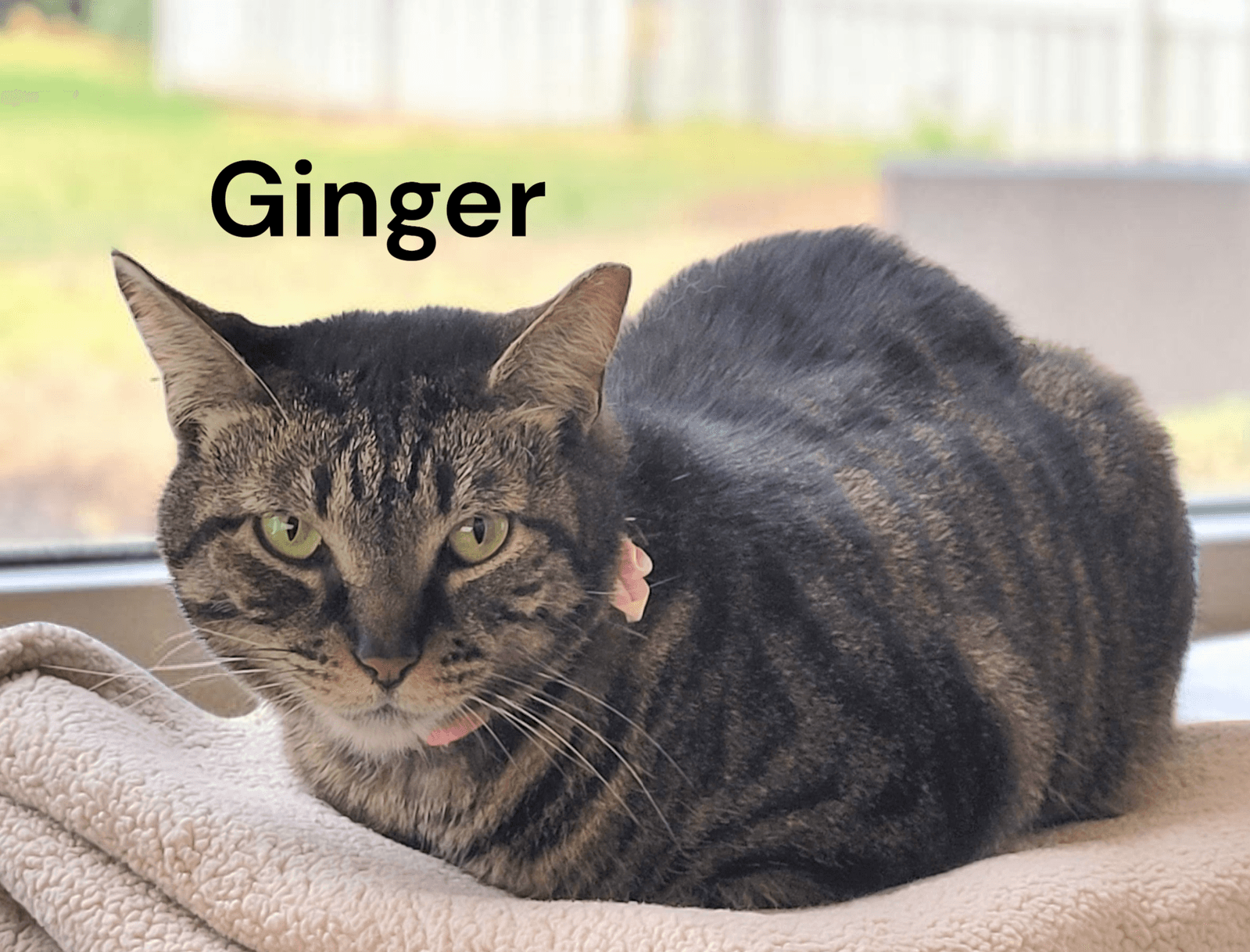 Ginger - Tabby