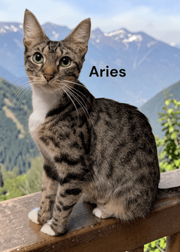 Aries image 1