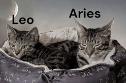 Aries image 3