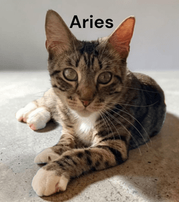 Aries image 2
