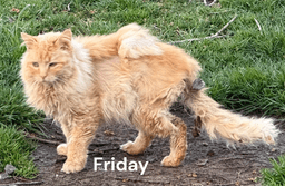 Friday image 2