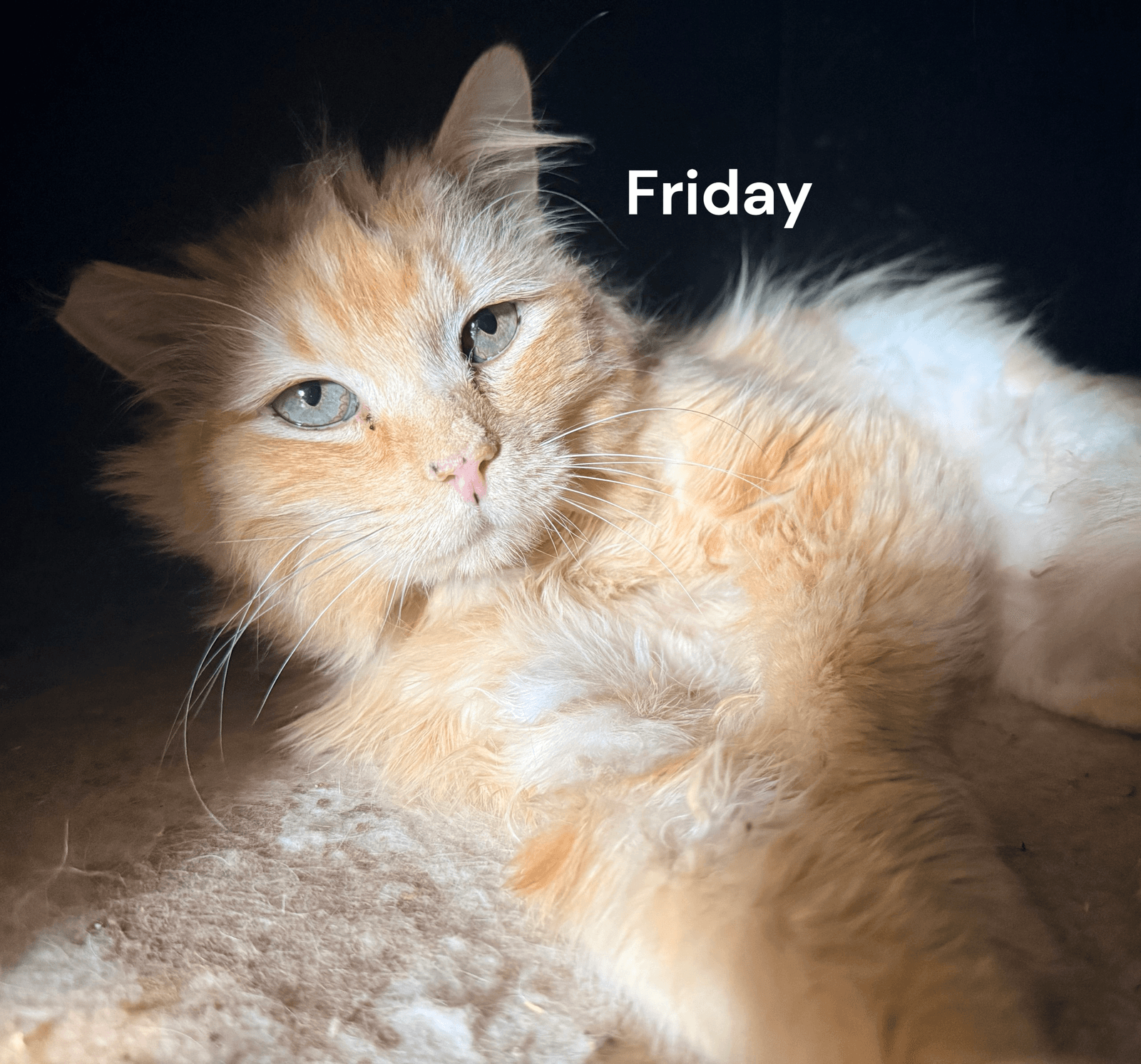 Friday - Domestic Long Hair