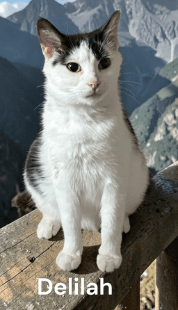 Delilah image 1