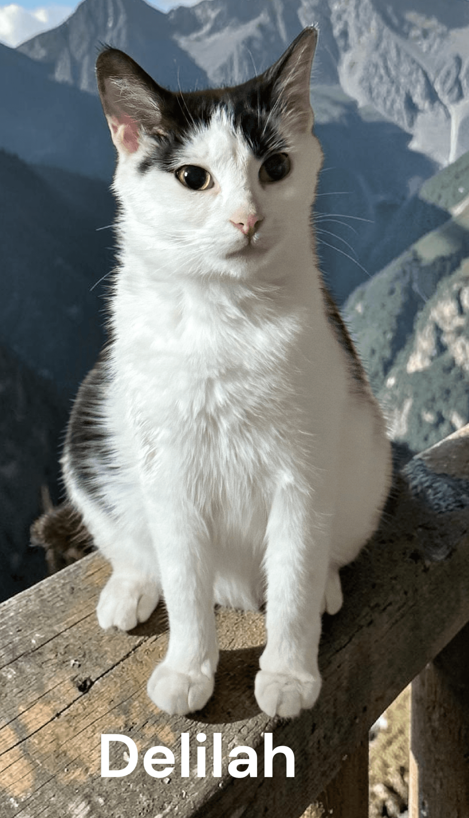 Delilah - Calico