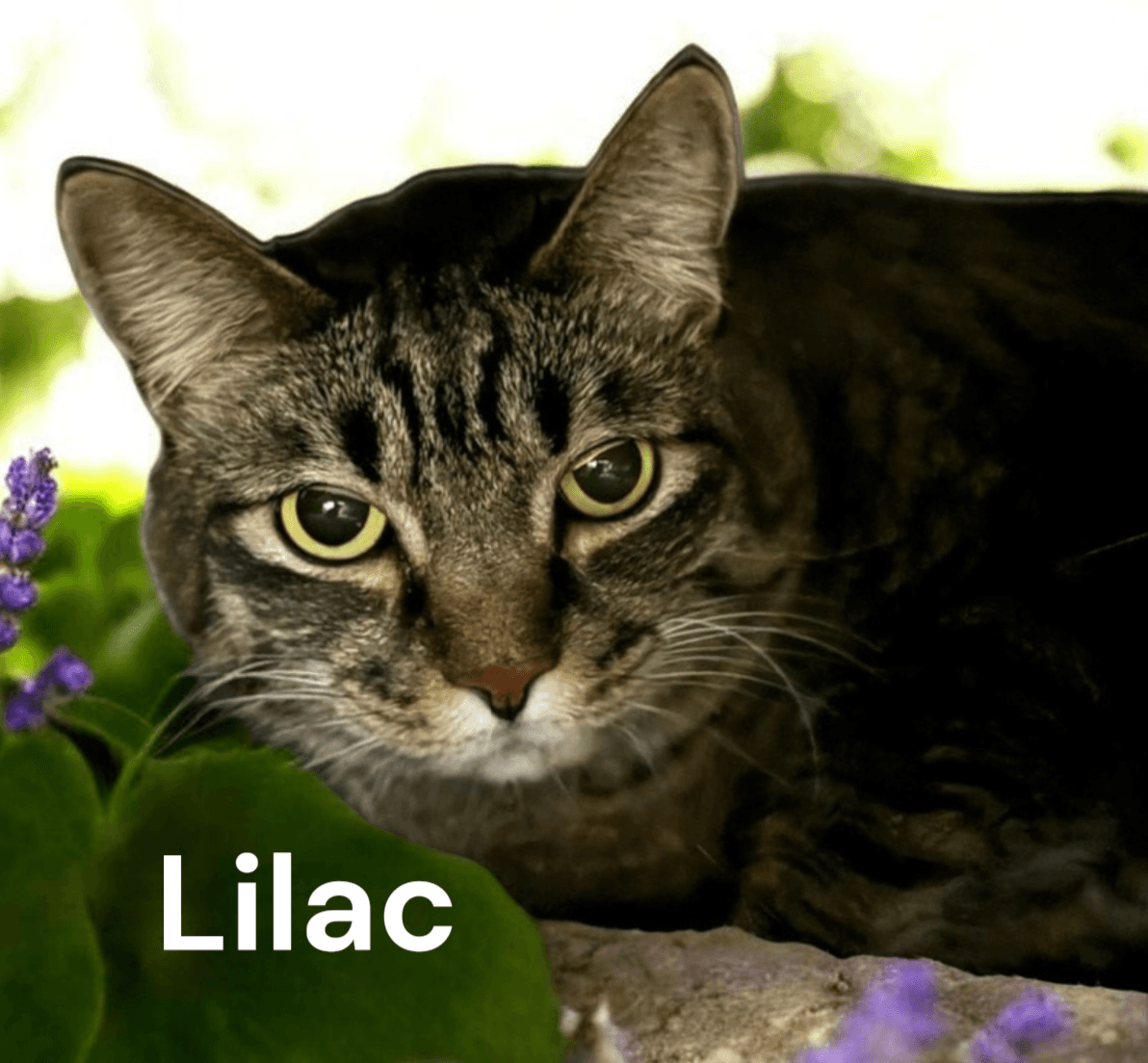 Lilac - Tabby