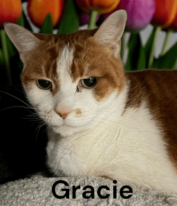 Gracie image 4