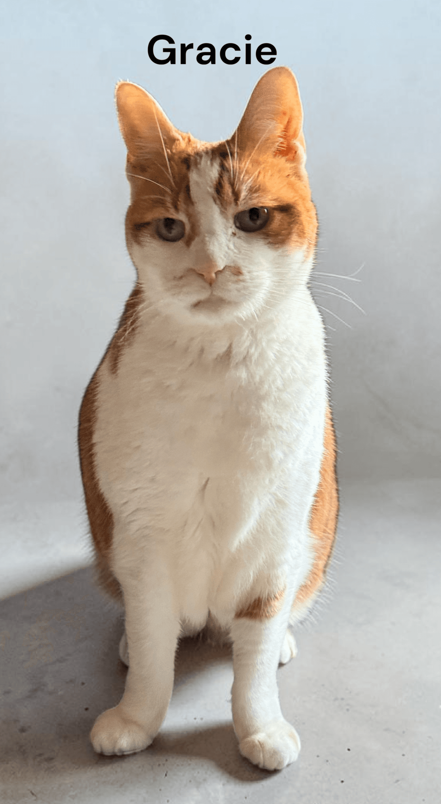 Gracie - Domestic Short Hair
