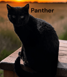 Panther image 2