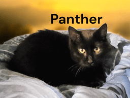 Panther image 1