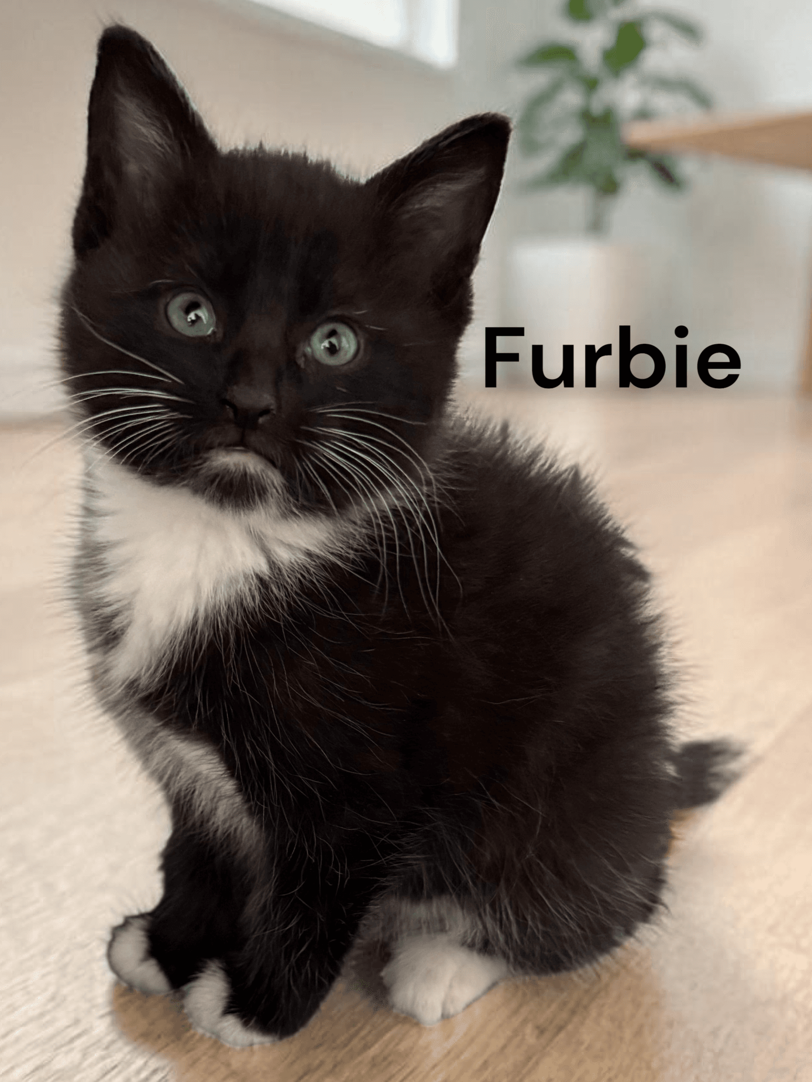 Furbie - Domestic Short Hair