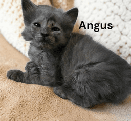 Angus image 2