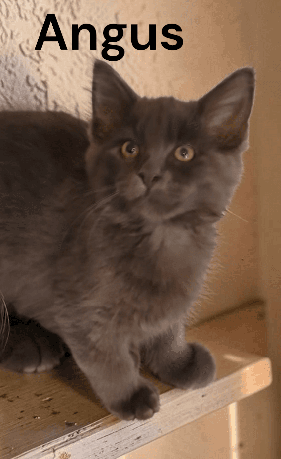 Angus - Domestic Medium Hair