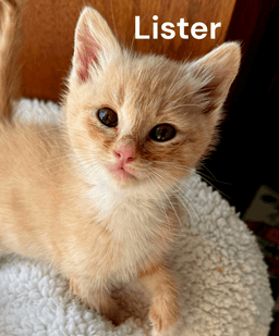 Lister image 1