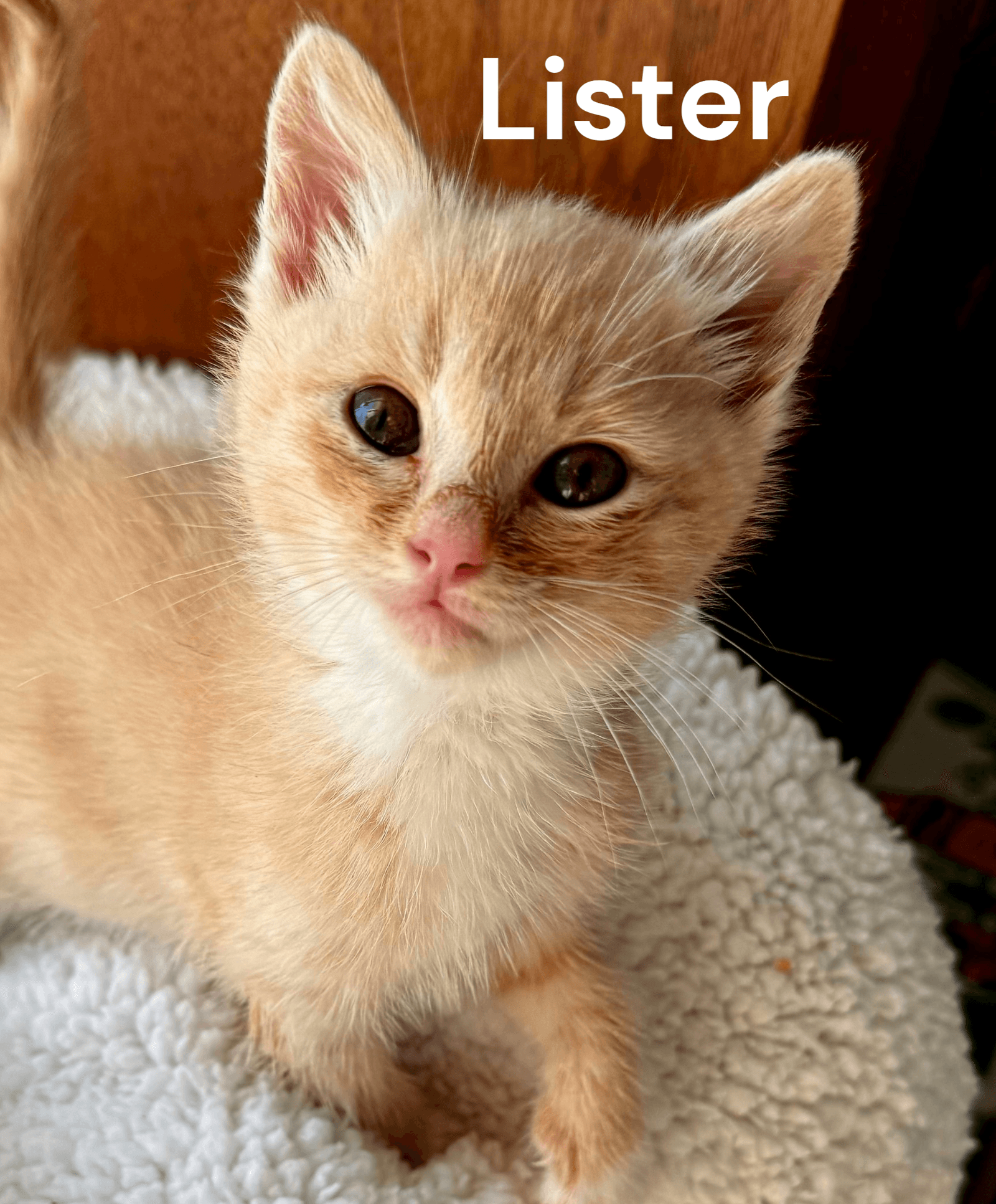 Lister - Tabby