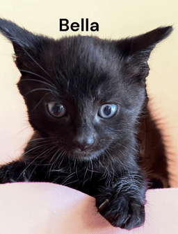 Bella image 1