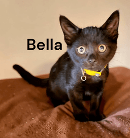 Bella image 2