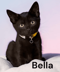 Bella image 3