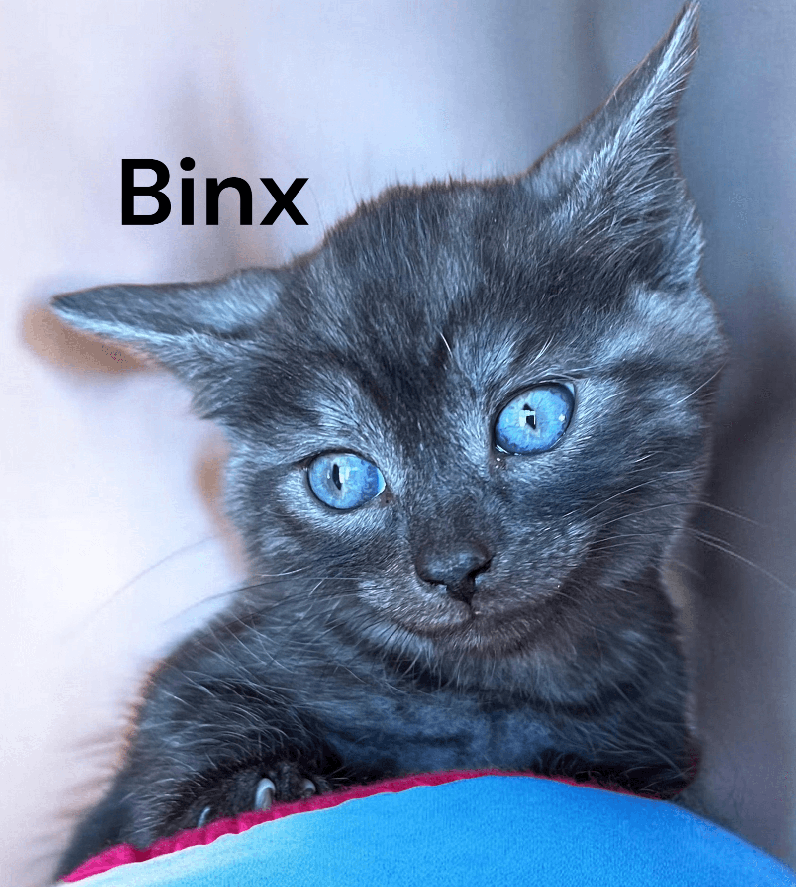 Binx - Domestic Short Hair