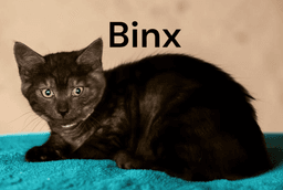 Binx image 2