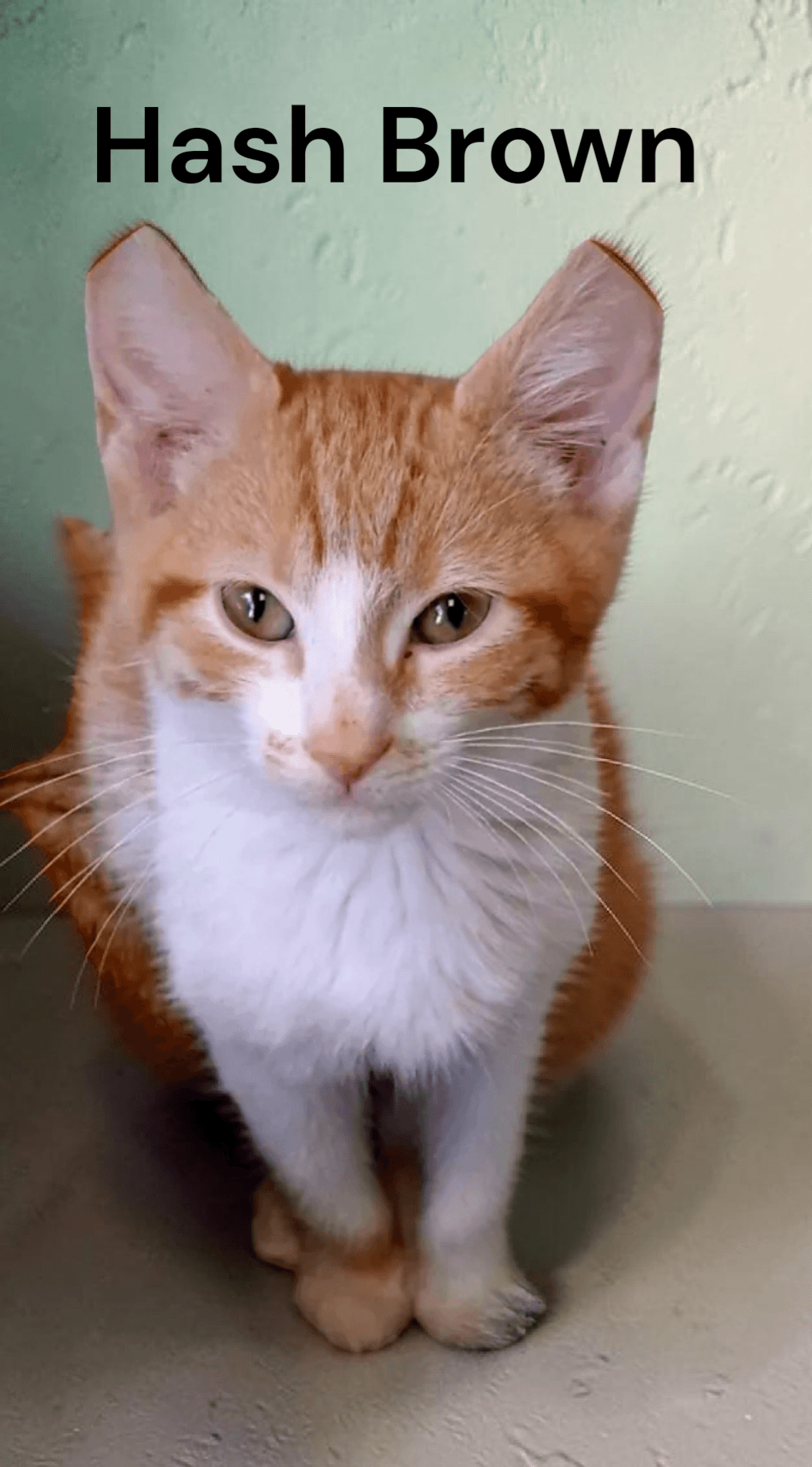 Hash Brown - Tabby