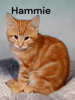 Hammie image 1
