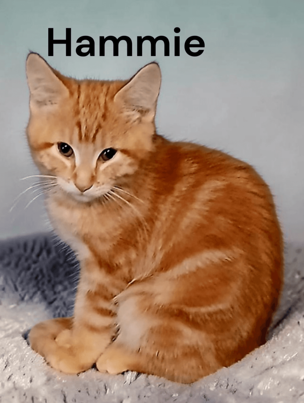 Hammie - Tabby