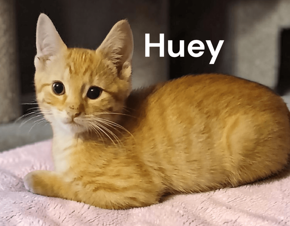 Huey - Tabby