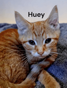 Huey image 2