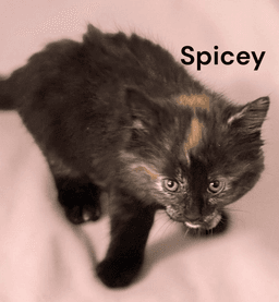 Spicey image 2