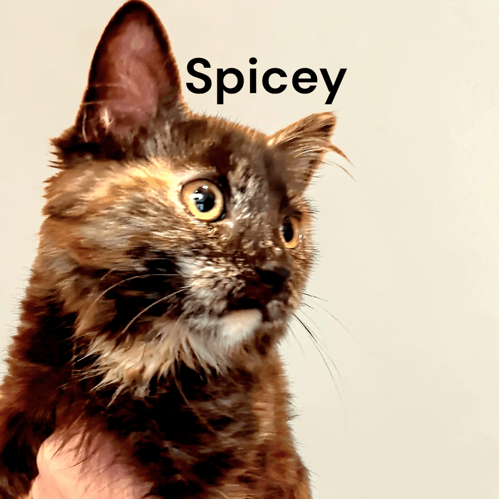 Spicey - Tortoiseshell