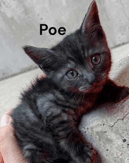 Poe image 1